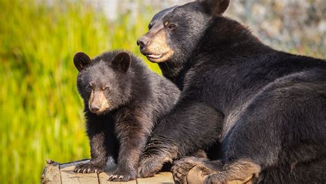 meteo parc omega canada|Travel to the heart of wildlife .